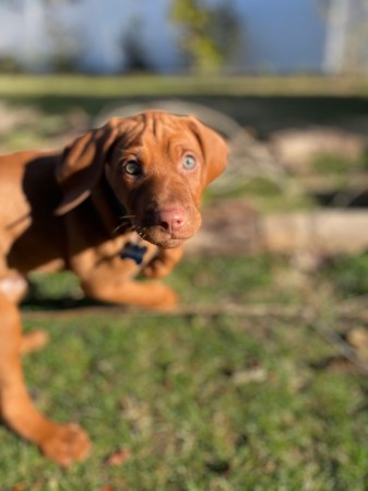 Must Have Puppy Essentials