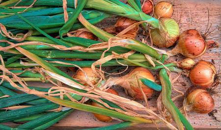 Growing and Cooking with Onions