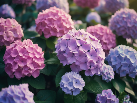 Hydrangeas and Spiritual Symbolism